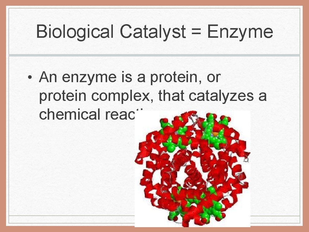 Biological Catalyst = Enzyme • An enzyme is a protein, or protein complex, that