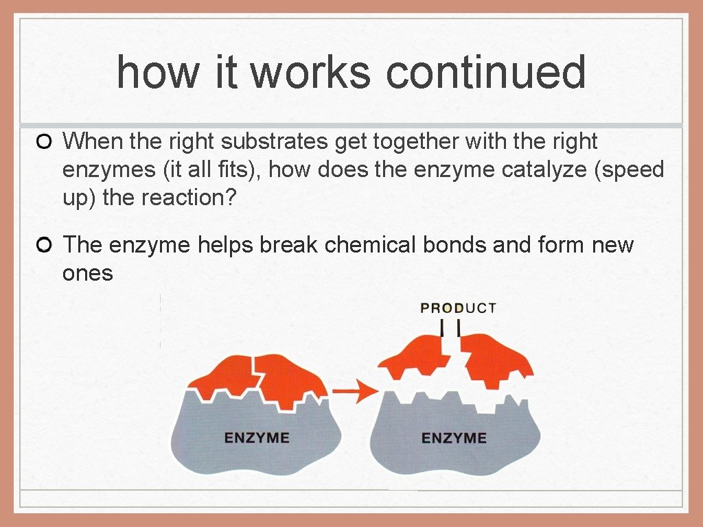 how it works continued When the right substrates get together with the right enzymes