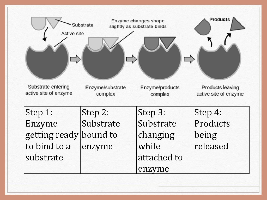 Step 1: Enzyme getting ready to bind to a substrate Step 2: Substrate bound