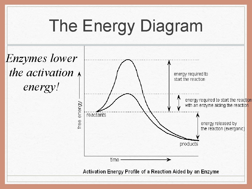 The Energy Diagram Enzymes lower the activation energy! 