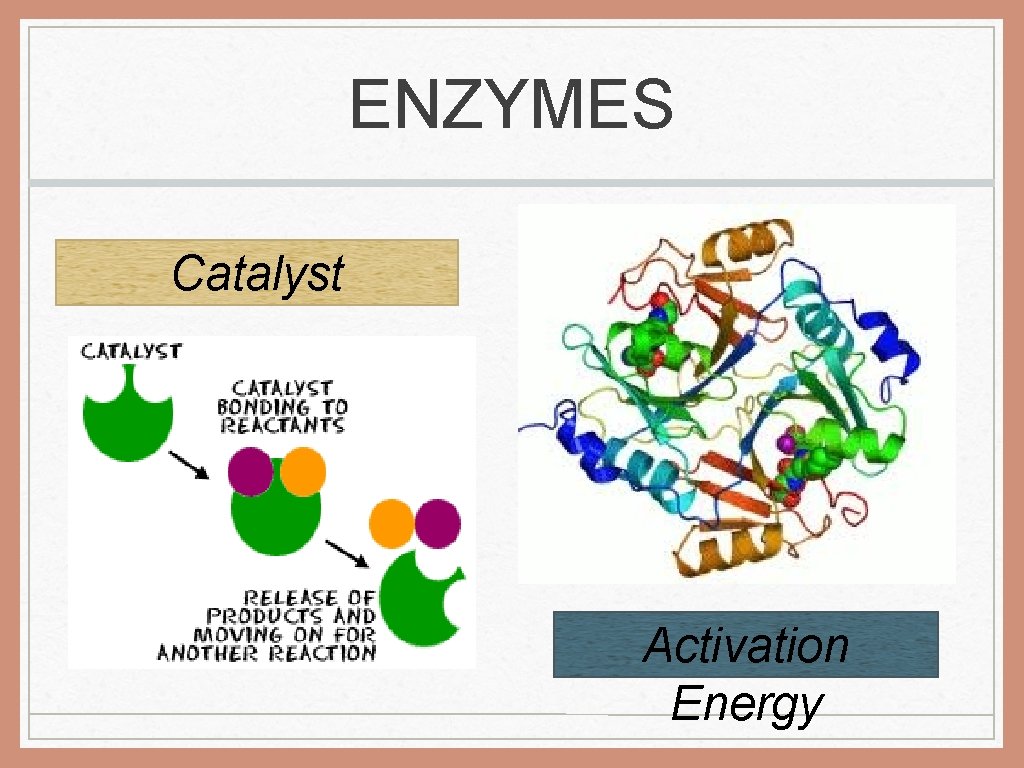 ENZYMES Catalyst Activation Energy 