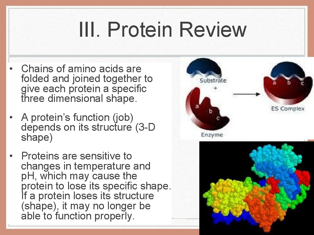 III. Protein Review • Chains of amino acids are folded and joined together to