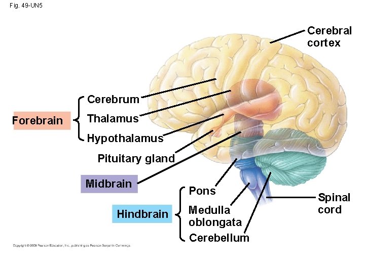 Fig. 49 -UN 5 Cerebral cortex Cerebrum Forebrain Thalamus Hypothalamus Pituitary gland Midbrain Hindbrain