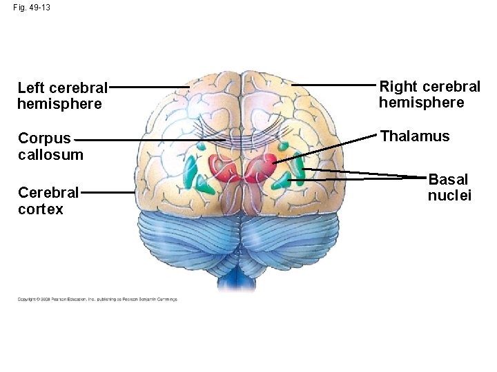 Fig. 49 -13 Left cerebral hemisphere Right cerebral hemisphere Corpus callosum Thalamus Cerebral cortex