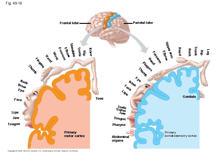 Fig. 49 -16 Parietal lobe Frontal lobe Jaw Tongue Pharynx Primary motor cortex Abdominal