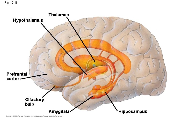 Fig. 49 -18 Thalamus Hypothalamus Prefrontal cortex Olfactory bulb Amygdala Hippocampus 
