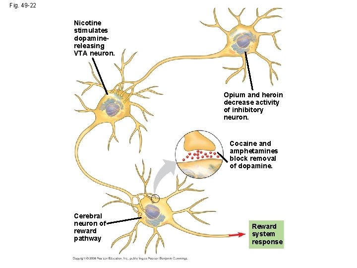 Fig. 49 -22 Nicotine stimulates dopaminereleasing VTA neuron. Opium and heroin decrease activity of