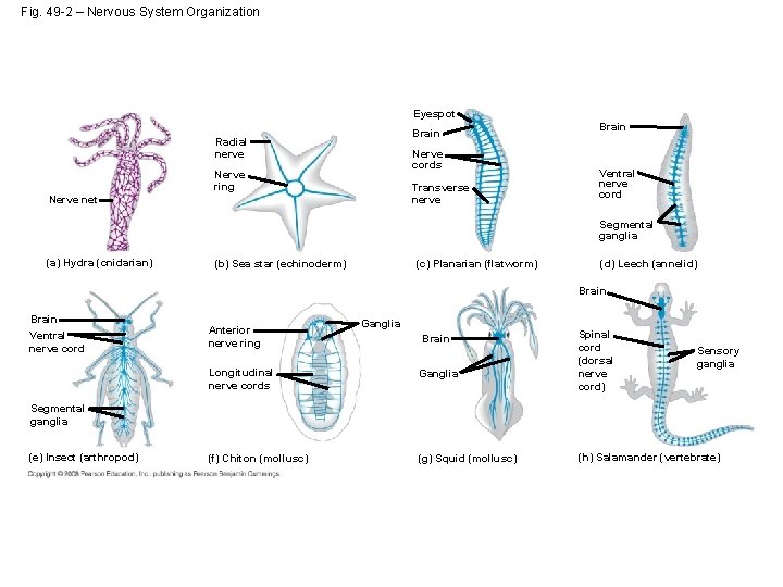 Fig. 49 -2 – Nervous System Organization Eyespot Brain Radial nerve Nerve cords Nerve
