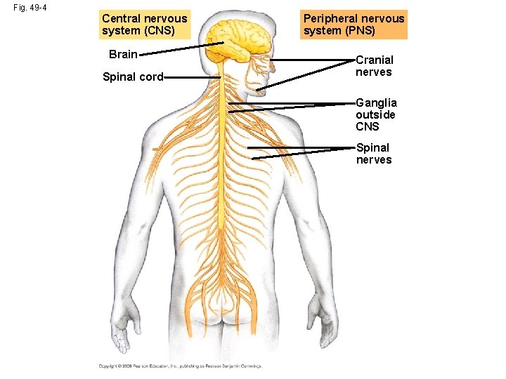 Fig. 49 -4 Central nervous system (CNS) Brain Spinal cord Peripheral nervous system (PNS)