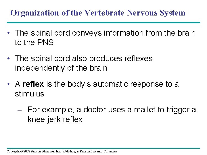 Organization of the Vertebrate Nervous System • The spinal cord conveys information from the