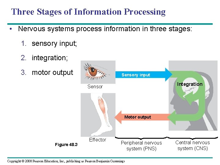 Three Stages of Information Processing • Nervous systems process information in three stages: 1.