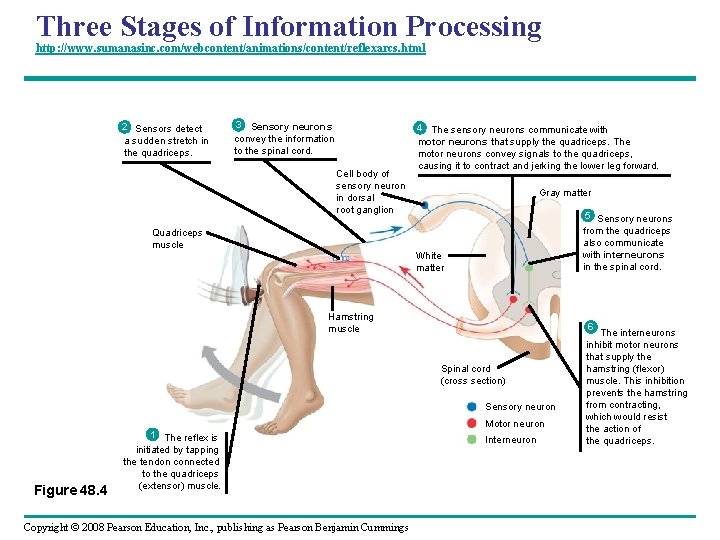 Three Stages of Information Processing http: //www. sumanasinc. com/webcontent/animations/content/reflexarcs. html 2 Sensors detect a