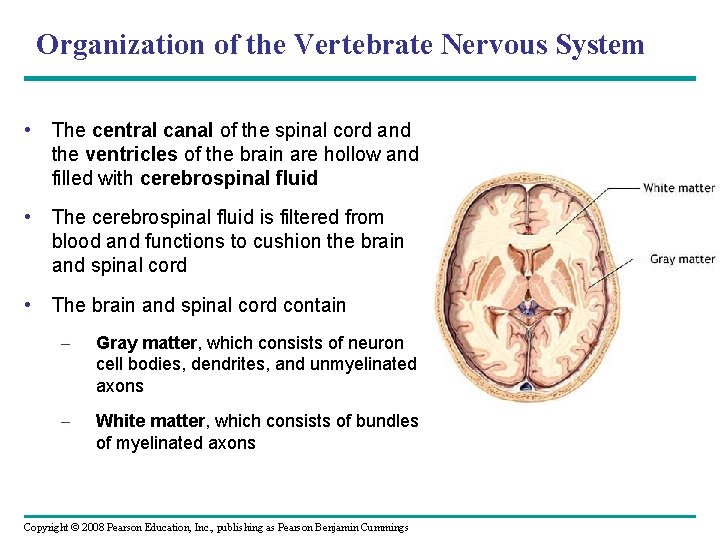 Organization of the Vertebrate Nervous System • The central canal of the spinal cord