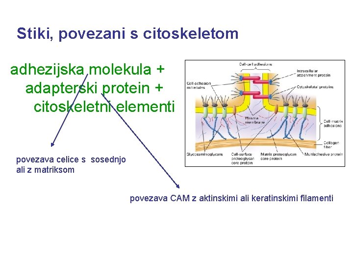 Stiki, povezani s citoskeletom adhezijska molekula + adapterski protein + citoskeletni elementi povezava celice