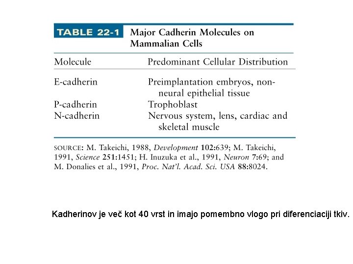 Kadherinov je več kot 40 vrst in imajo pomembno vlogo pri diferenciaciji tkiv. 