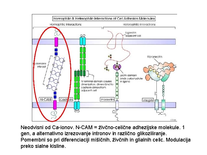 Neodvisni od Ca-ionov. N-CAM = živčno-celične adhezijske molekule. 1 gen, a alternativno izrezovanje intronov