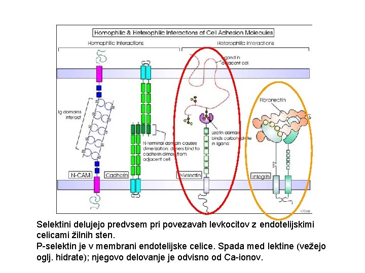 Selektini delujejo predvsem pri povezavah levkocitov z endotelijskimi celicami žilnih sten. P-selektin je v