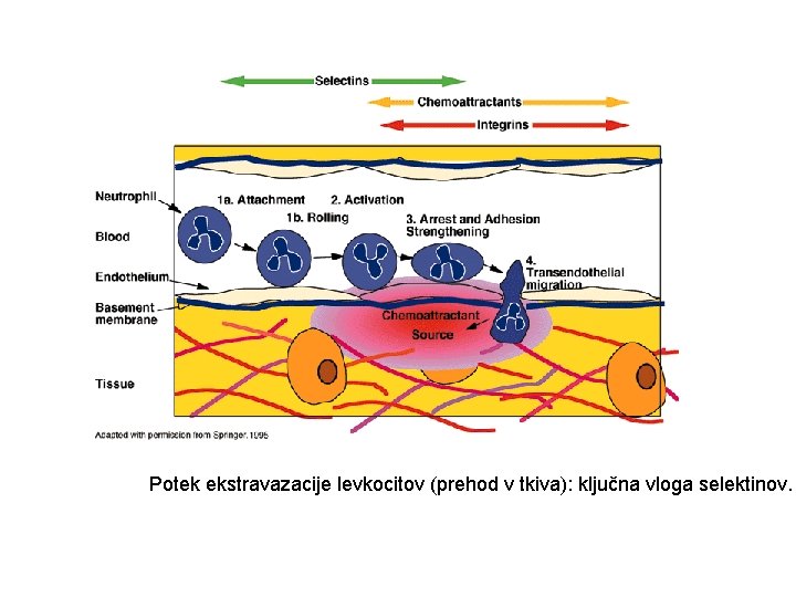 Potek ekstravazacije levkocitov (prehod v tkiva): ključna vloga selektinov. 