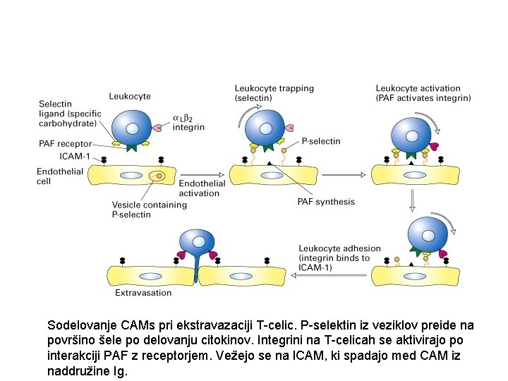 Sodelovanje CAMs pri ekstravazaciji T-celic. P-selektin iz veziklov preide na površino šele po delovanju