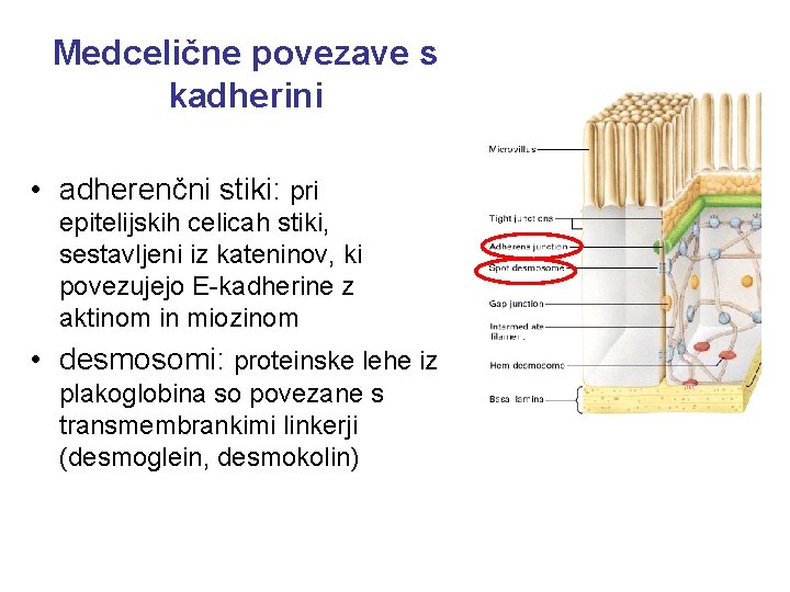 Medcelične povezave s kadherini • adherenčni stiki: pri epitelijskih celicah stiki, sestavljeni iz kateninov,