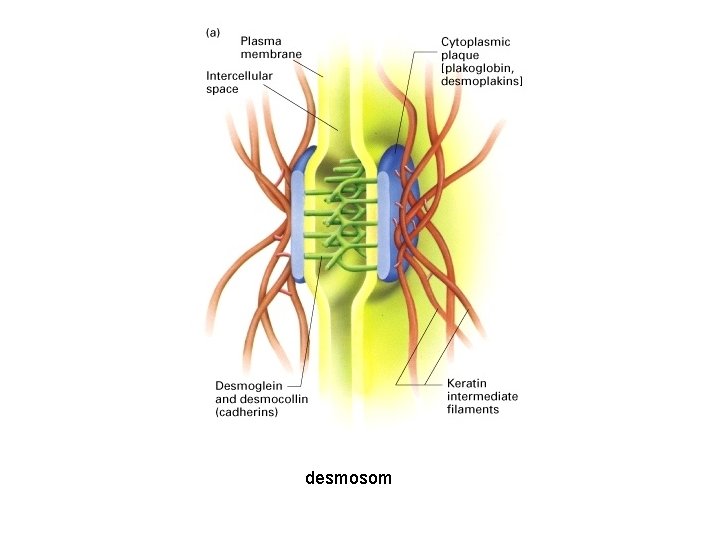 desmosom 