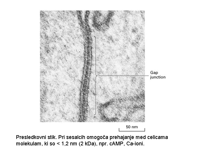 Presledkovni stik. Pri sesalcih omogoča prehajanje med celicama molekulam, ki so < 1, 2