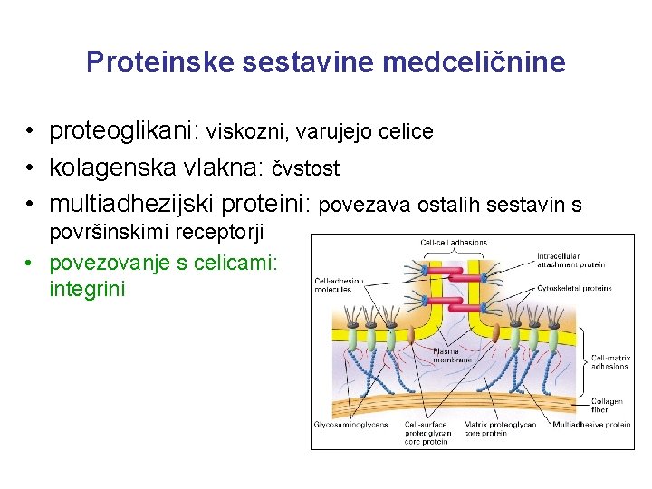 Proteinske sestavine medceličnine • proteoglikani: viskozni, varujejo celice • kolagenska vlakna: čvstost • multiadhezijski