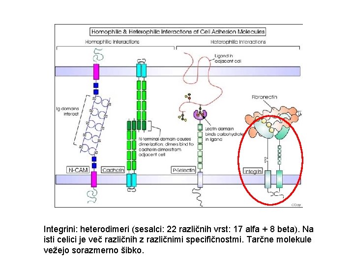 Integrini: heterodimeri (sesalci: 22 različnih vrst: 17 alfa + 8 beta). Na isti celici