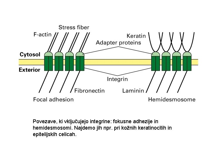 Povezave, ki vključujejo integrine: fokusne adhezije in hemidesmosomi. Najdemo jih npr. pri kožnih keratinocitih