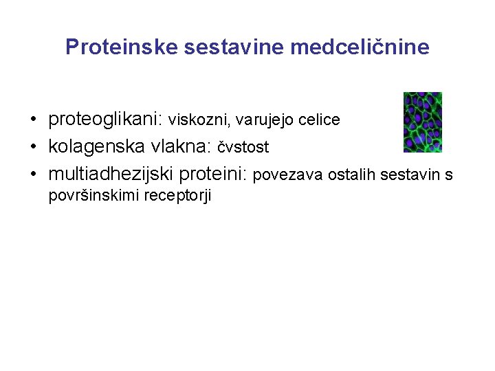 Proteinske sestavine medceličnine • proteoglikani: viskozni, varujejo celice • kolagenska vlakna: čvstost • multiadhezijski