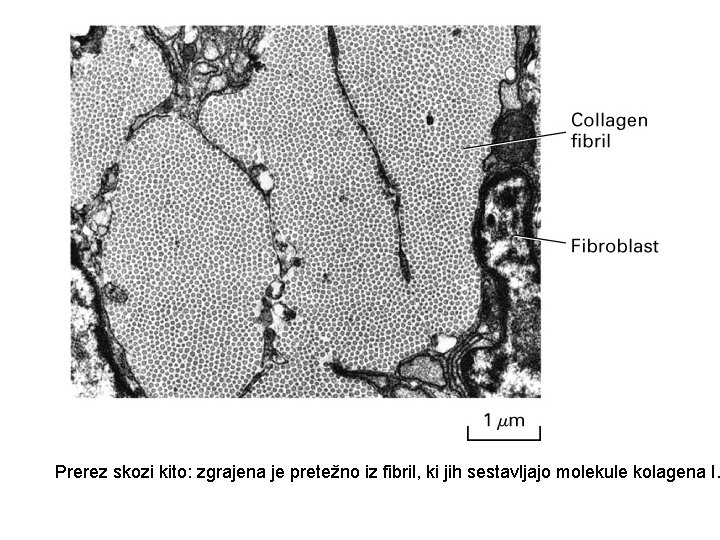 Prerez skozi kito: zgrajena je pretežno iz fibril, ki jih sestavljajo molekule kolagena I.