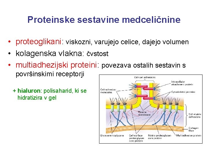 Proteinske sestavine medceličnine • proteoglikani: viskozni, varujejo celice, dajejo volumen • kolagenska vlakna: čvstost