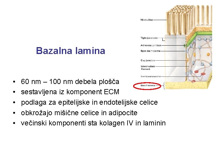 Bazalna lamina • • • 60 nm – 100 nm debela plošča sestavljena iz