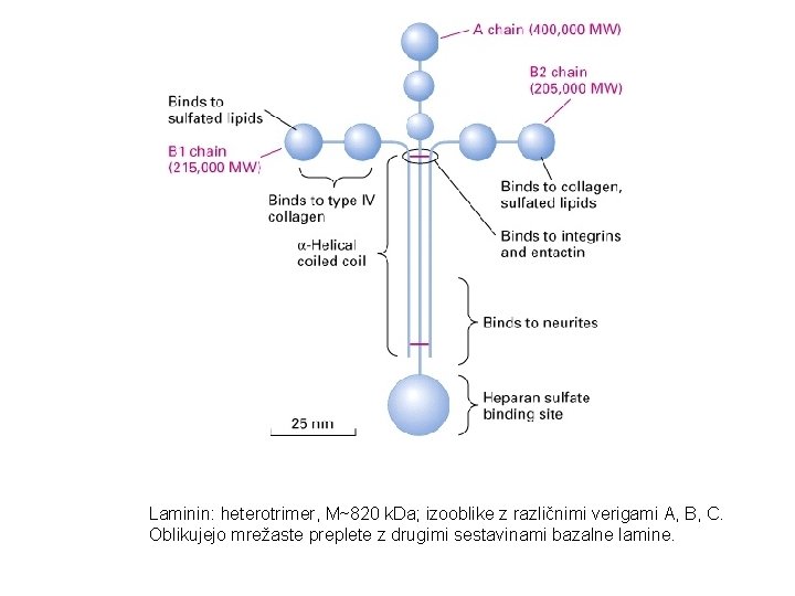 Laminin: heterotrimer, M~820 k. Da; izooblike z različnimi verigami A, B, C. Oblikujejo mrežaste