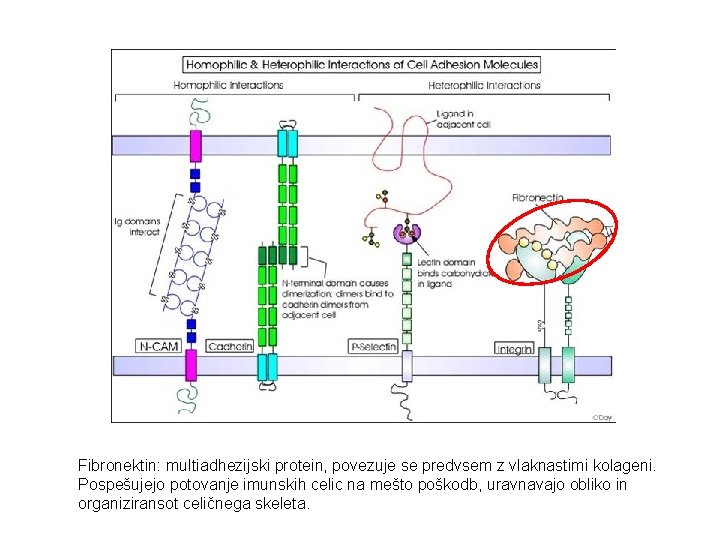 Fibronektin: multiadhezijski protein, povezuje se predvsem z vlaknastimi kolageni. Pospešujejo potovanje imunskih celic na