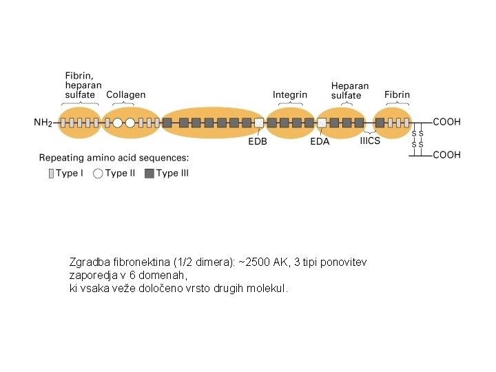 Zgradba fibronektina (1/2 dimera): ~2500 AK, 3 tipi ponovitev zaporedja v 6 domenah, ki