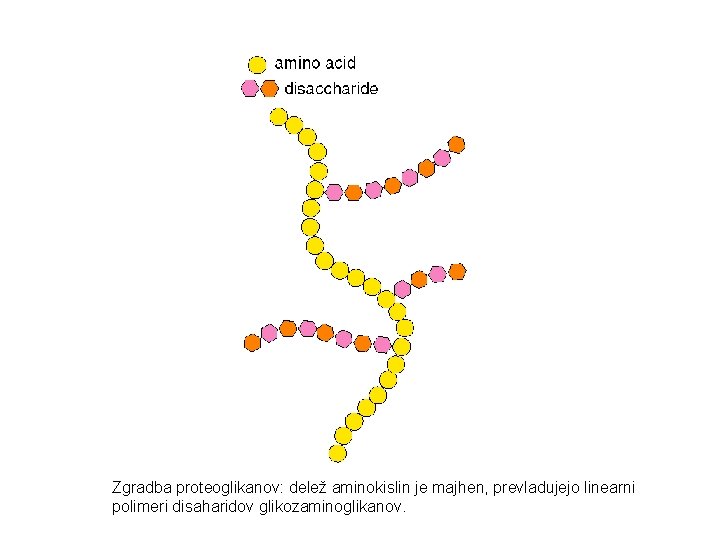 Zgradba proteoglikanov: delež aminokislin je majhen, prevladujejo linearni polimeri disaharidov glikozaminoglikanov. 