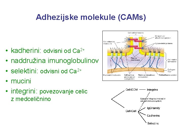 Adhezijske molekule (CAMs) • • • kadherini: odvisni od Ca 2+ naddružina imunoglobulinov selektini: