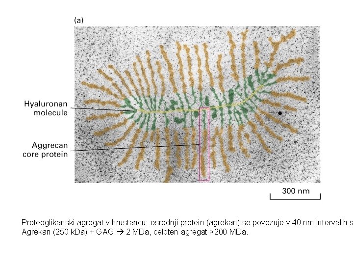 Proteoglikanski agregat v hrustancu: osrednji protein (agrekan) se povezuje v 40 nm intervalih s