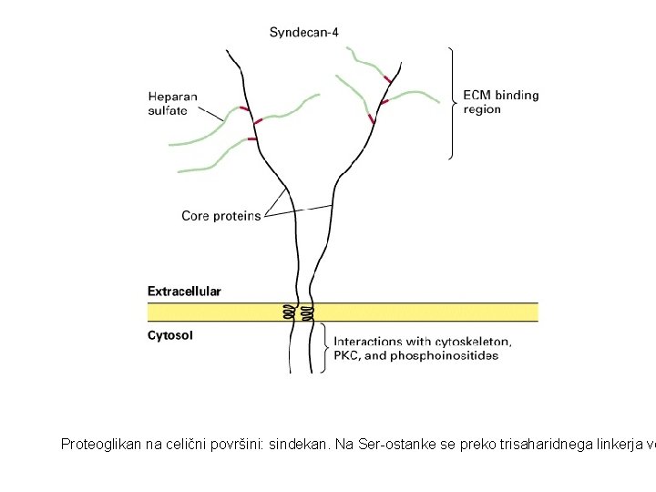 Proteoglikan na celični površini: sindekan. Na Ser-ostanke se preko trisaharidnega linkerja ve 