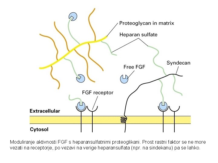 Moduliranje aktivnosti FGF s heparansulfatnimi proteoglikani. Prost rastni faktor se ne more vezati na