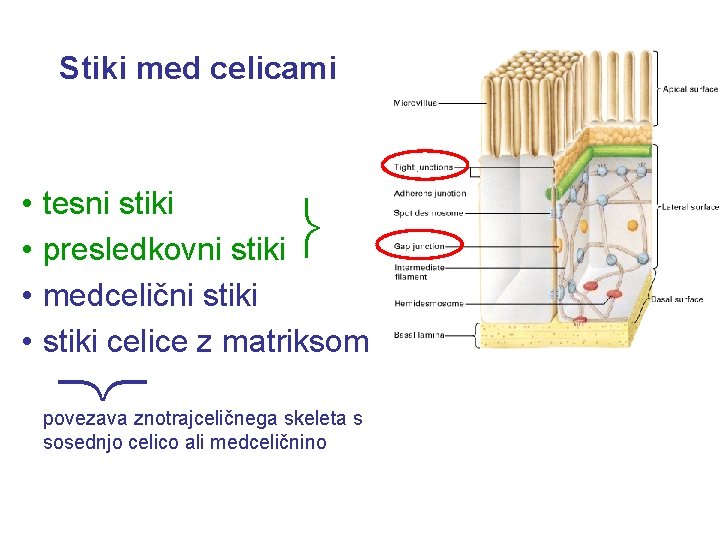 Stiki med celicami • • tesni stiki presledkovni stiki medcelični stiki celice z matriksom