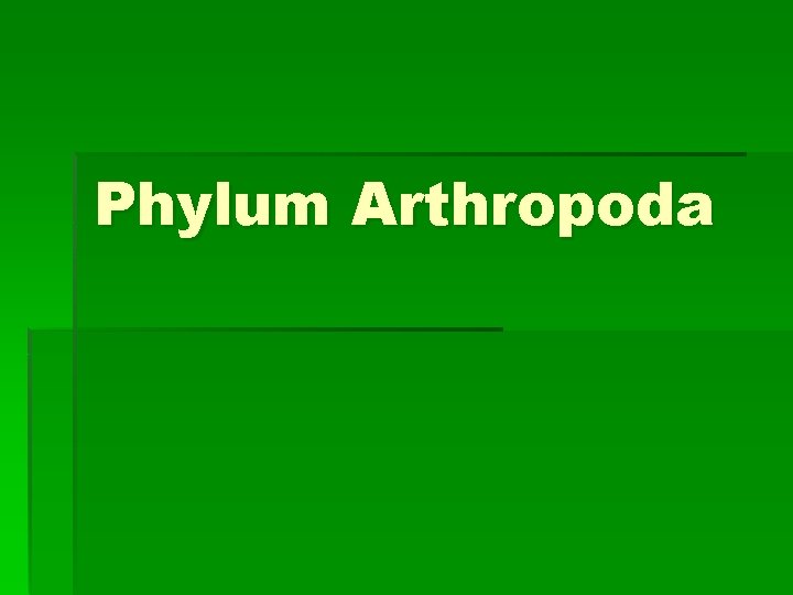 Phylum Arthropoda 
