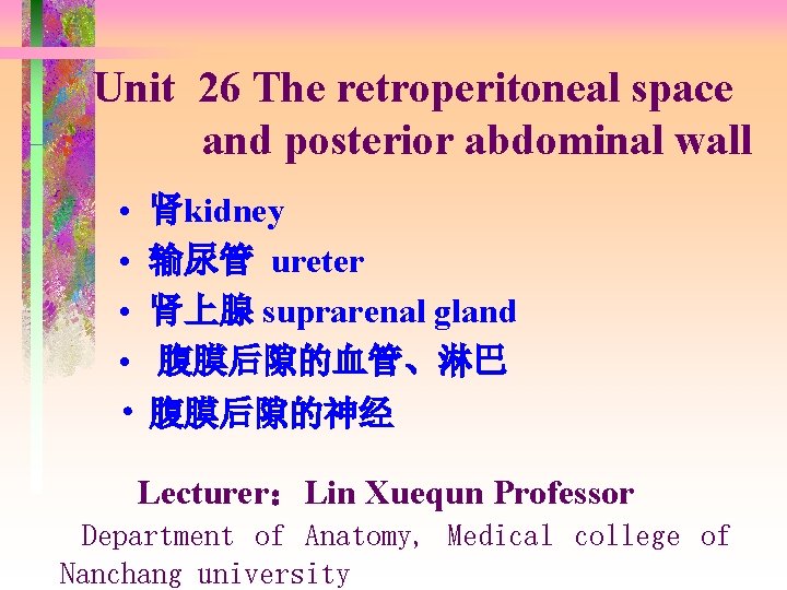 Unit 26 The retroperitoneal space and posterior abdominal wall • • • 肾kidney 输尿管