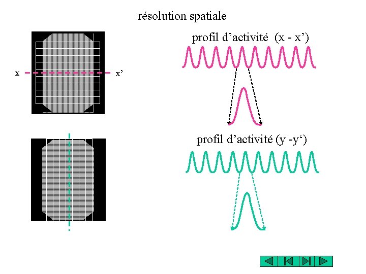 résolution spatiale profil d’activité (x - x’) x x’ profil d’activité (y -y‘) 