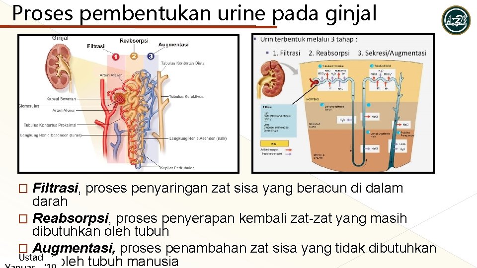 Proses pembentukan urine pada ginjal Filtrasi, proses penyaringan zat sisa yang beracun di dalam Proses pembentukan urine pada ginjal Filtrasi, proses penyaringan zat sisa yang beracun di dalam