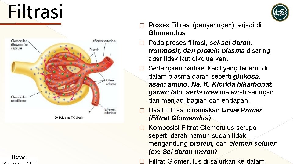 Filtrasi � � � Ustad � Proses Filtrasi (penyaringan) terjadi di Glomerulus Pada proses Filtrasi � � � Ustad � Proses Filtrasi (penyaringan) terjadi di Glomerulus Pada proses