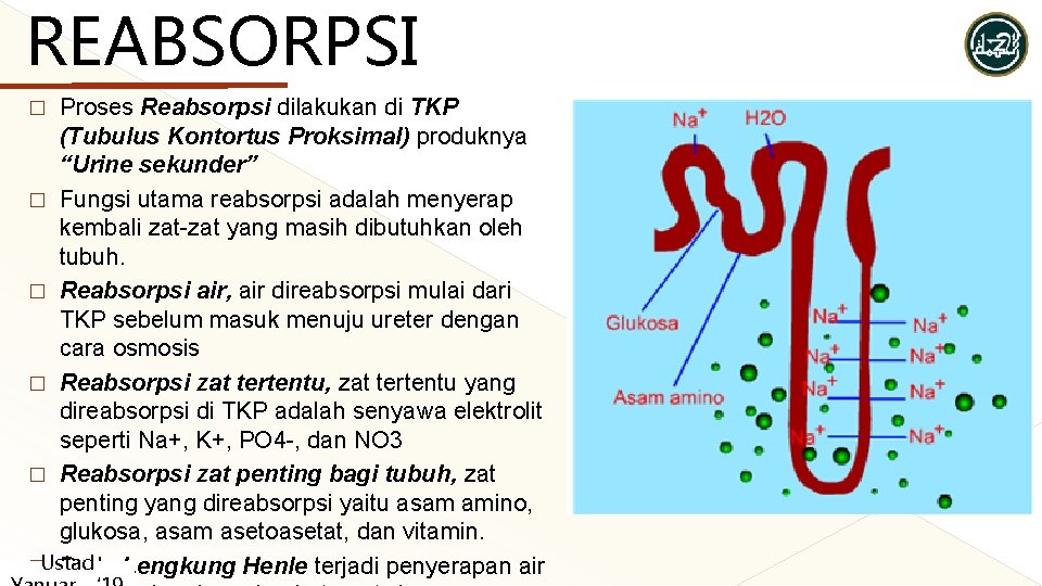REABSORPSI Proses Reabsorpsi dilakukan di TKP (Tubulus Kontortus Proksimal) produknya “Urine sekunder” � Fungsi REABSORPSI Proses Reabsorpsi dilakukan di TKP (Tubulus Kontortus Proksimal) produknya “Urine sekunder” � Fungsi