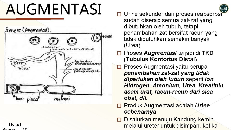 AUGMENTASI � � Ustad � Urine sekunder dari proses reabsorpsi sudah diserap semua zat-zat AUGMENTASI � � Ustad � Urine sekunder dari proses reabsorpsi sudah diserap semua zat-zat