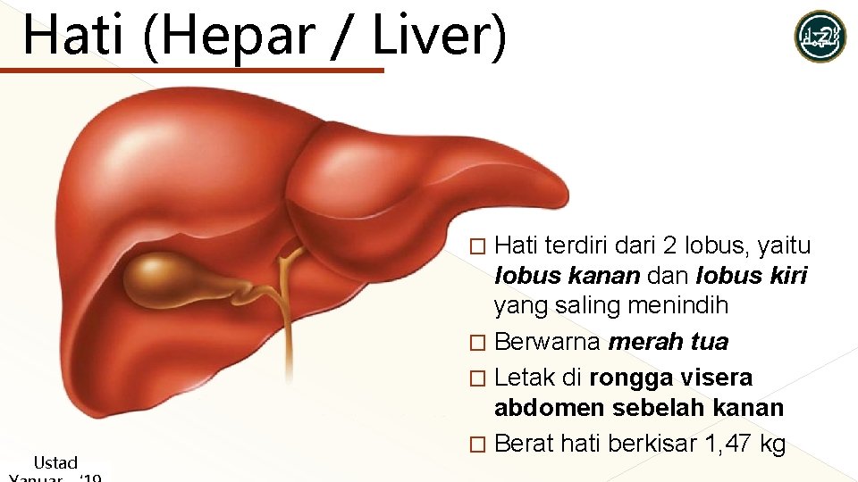 Hati (Hepar / Liver) Hati terdiri dari 2 lobus, yaitu lobus kanan dan lobus Hati (Hepar / Liver) Hati terdiri dari 2 lobus, yaitu lobus kanan dan lobus